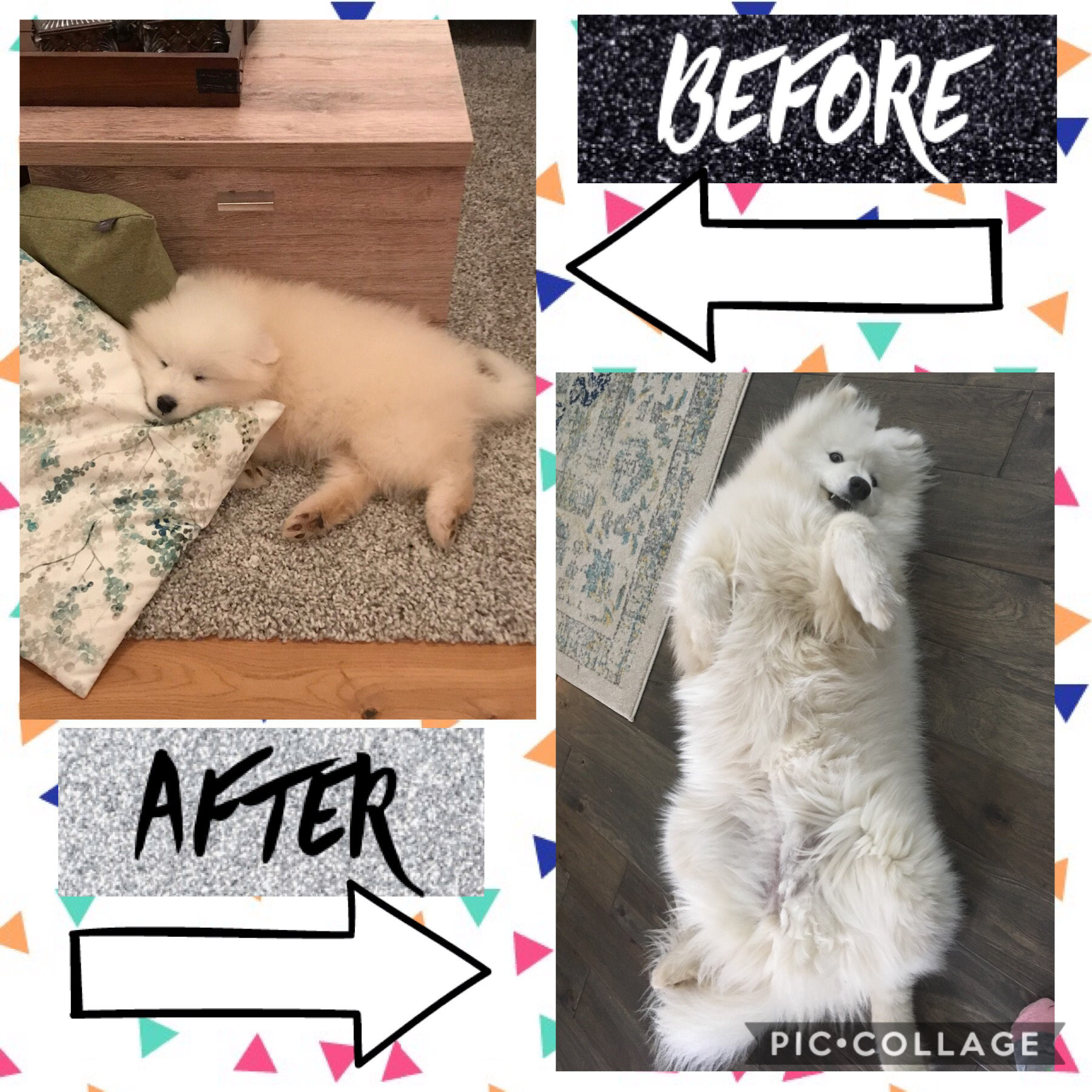 This is my dog before and after 