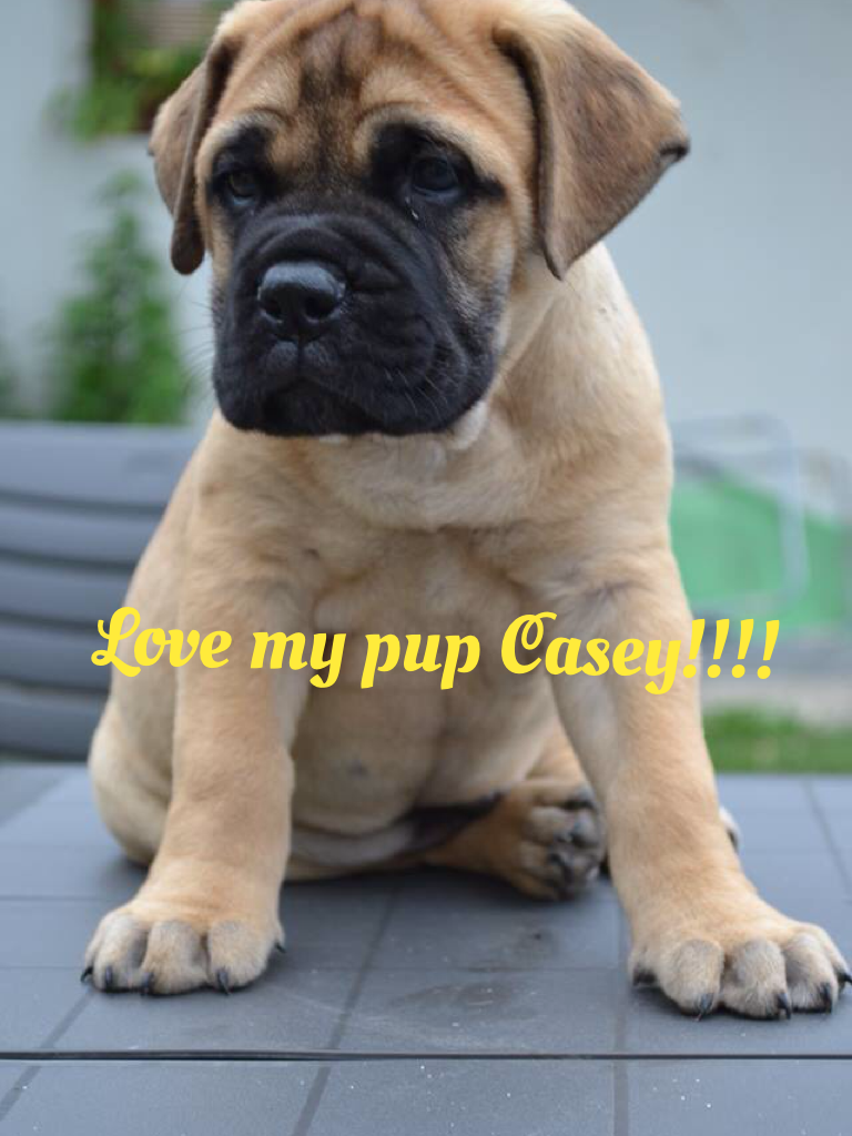 Love my pup Casey!!!!