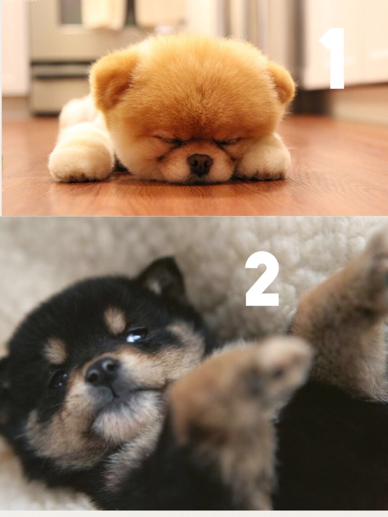 Which puppy???