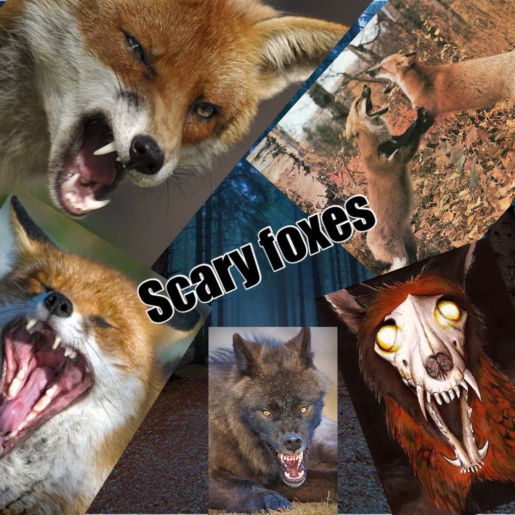 Scary foxes are real