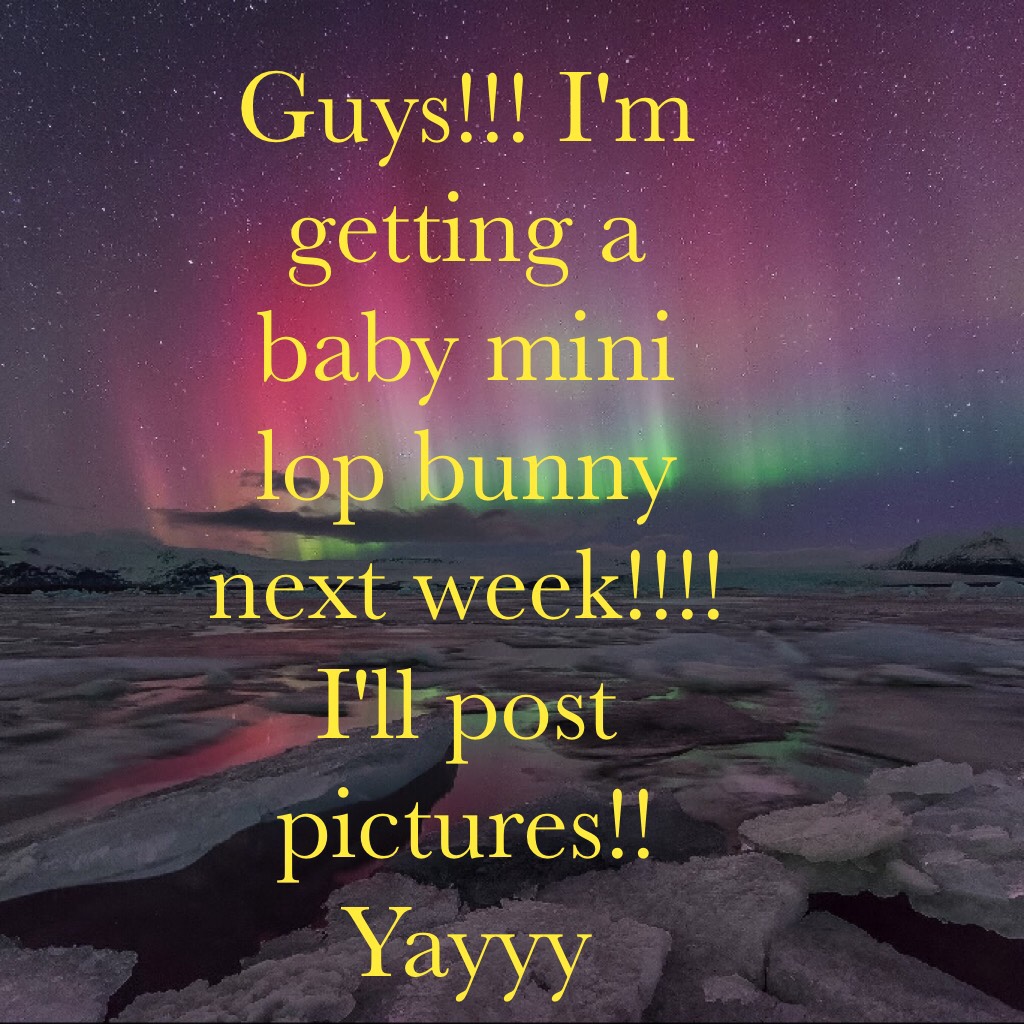 Guys!!! I'm getting a baby mini lop bunny next week!!!! I'll post pictures!! Yayyy 