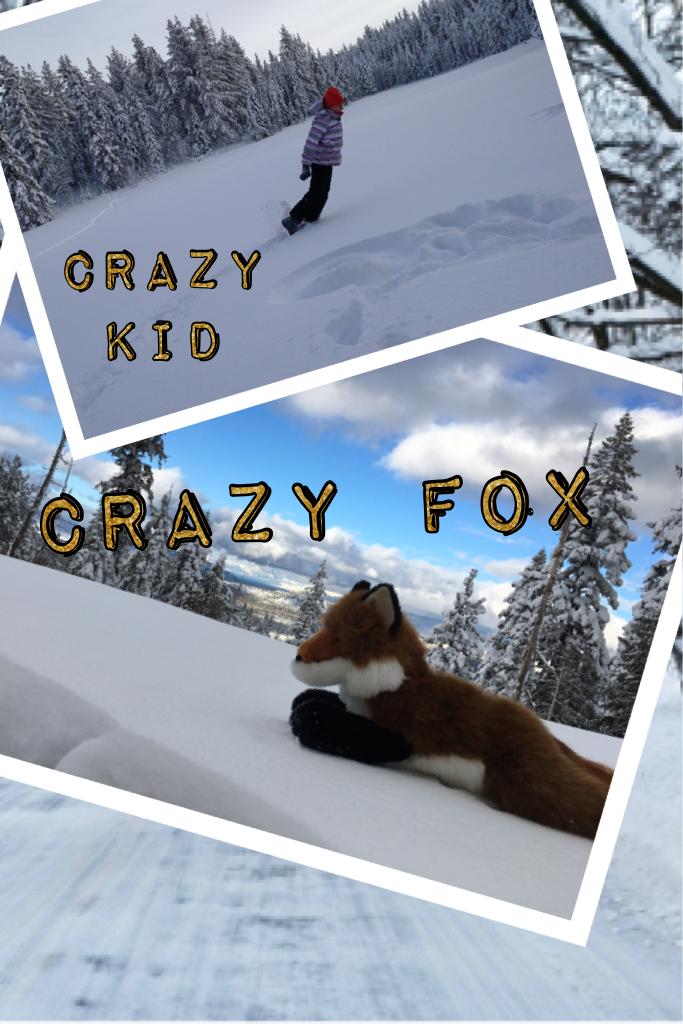 Crazy fox
