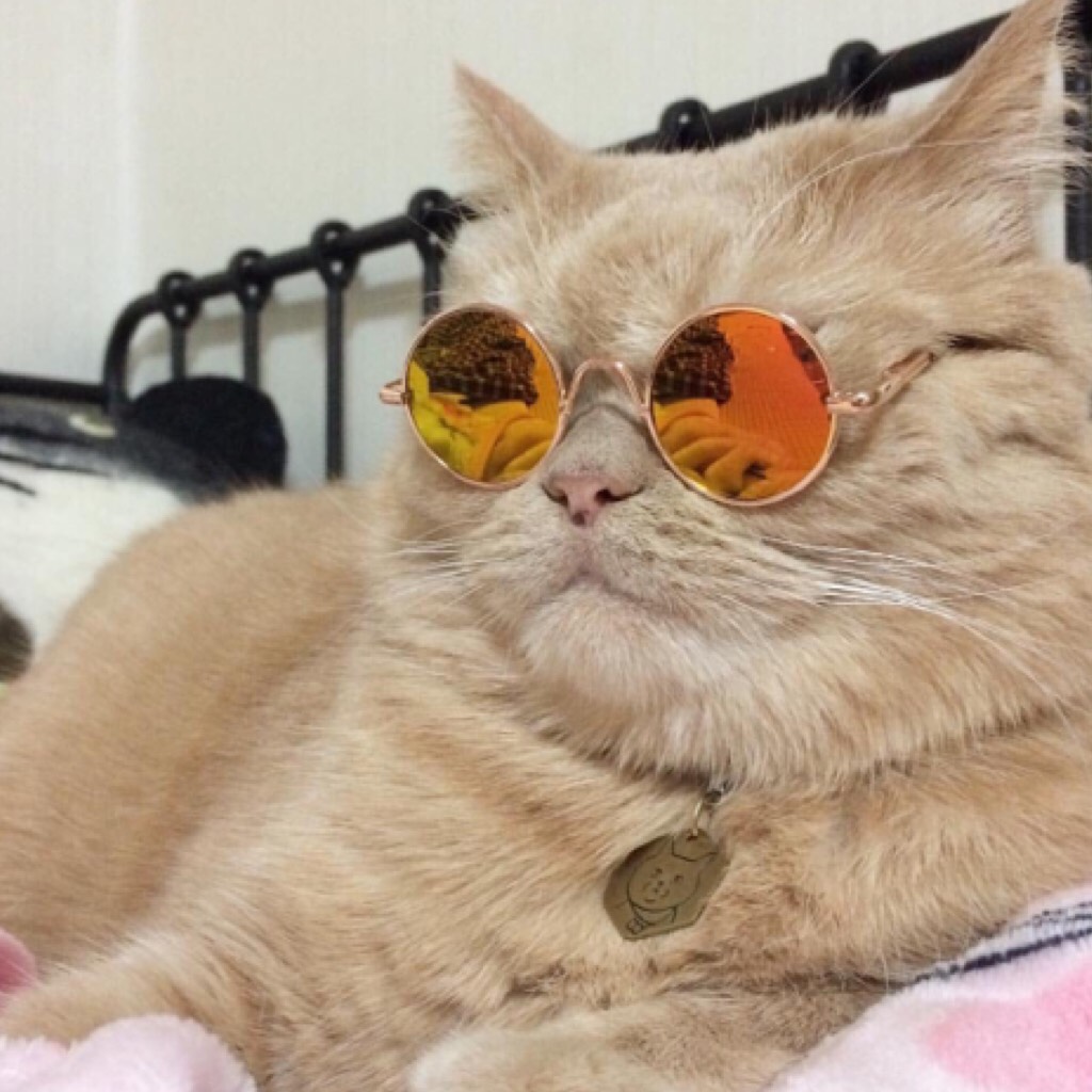 my new aesthetic is cats with glasses on bless up 🅱️ 😩😩

catcreature turned me into a cat person mm