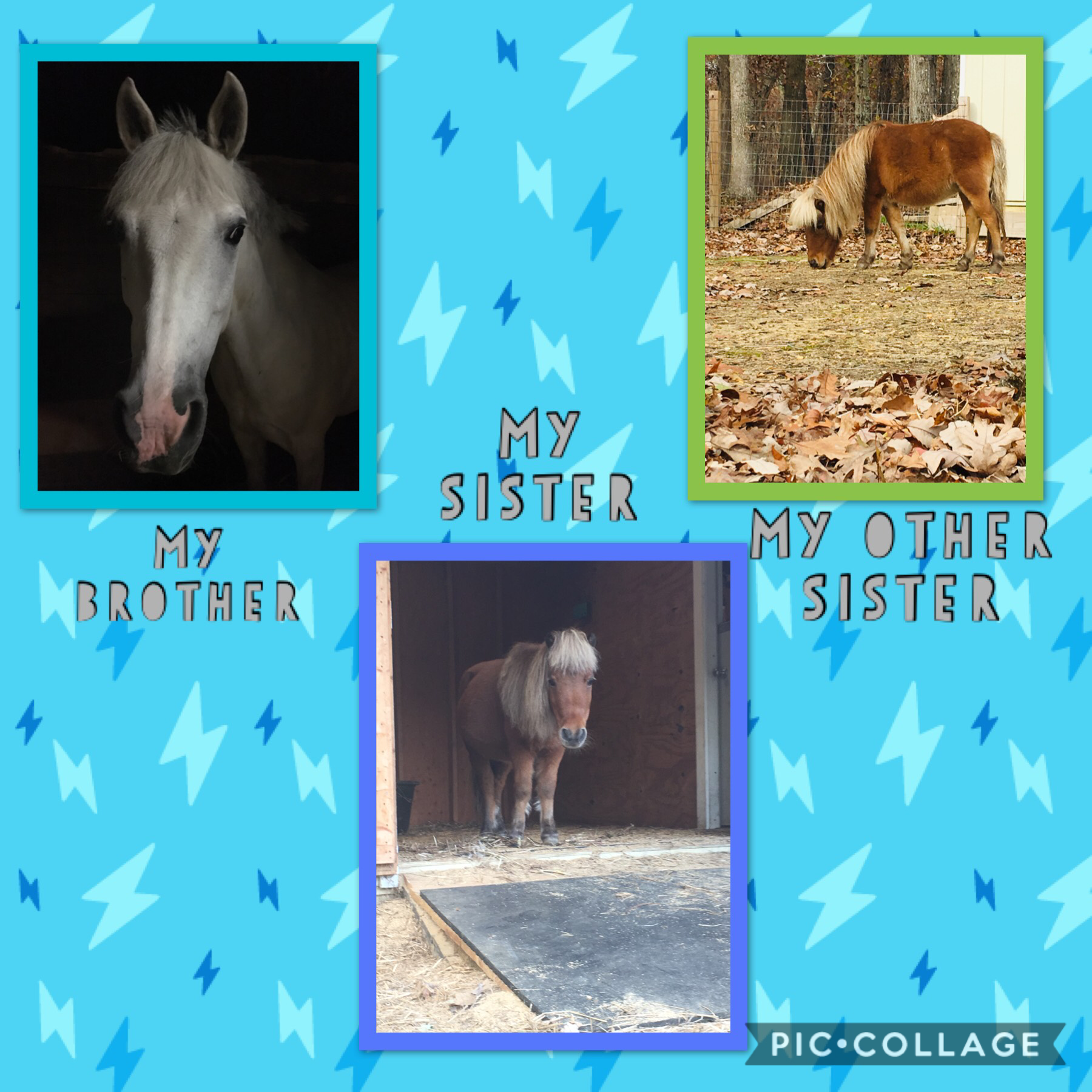 These are Theo’s brother and sisters. The white pony is Tucker, the mini pony outlined in purple is Katrina, and the last little mini pony that’s outlined in green is Nutmeg.