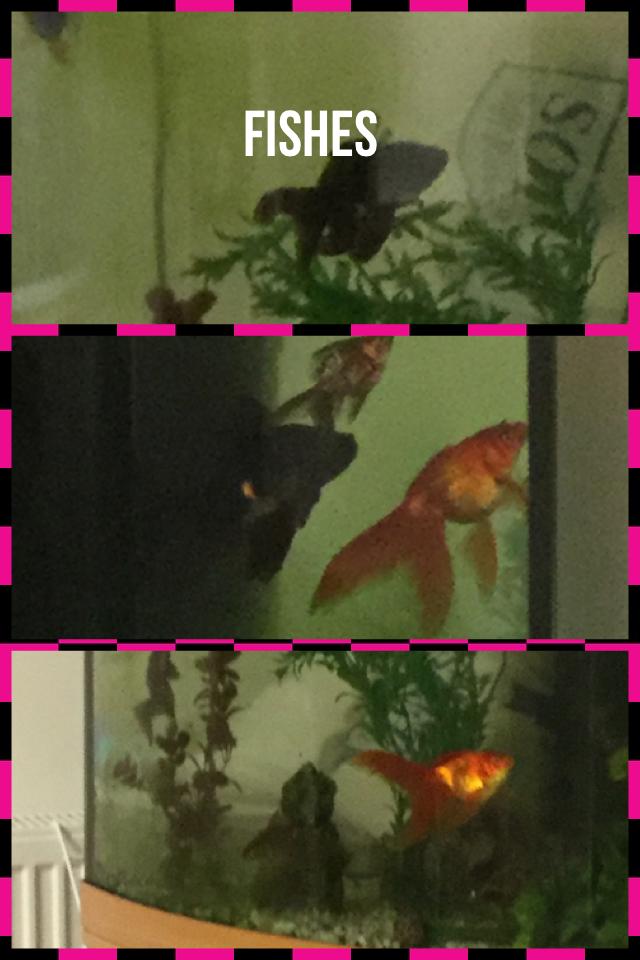Fishes so cool