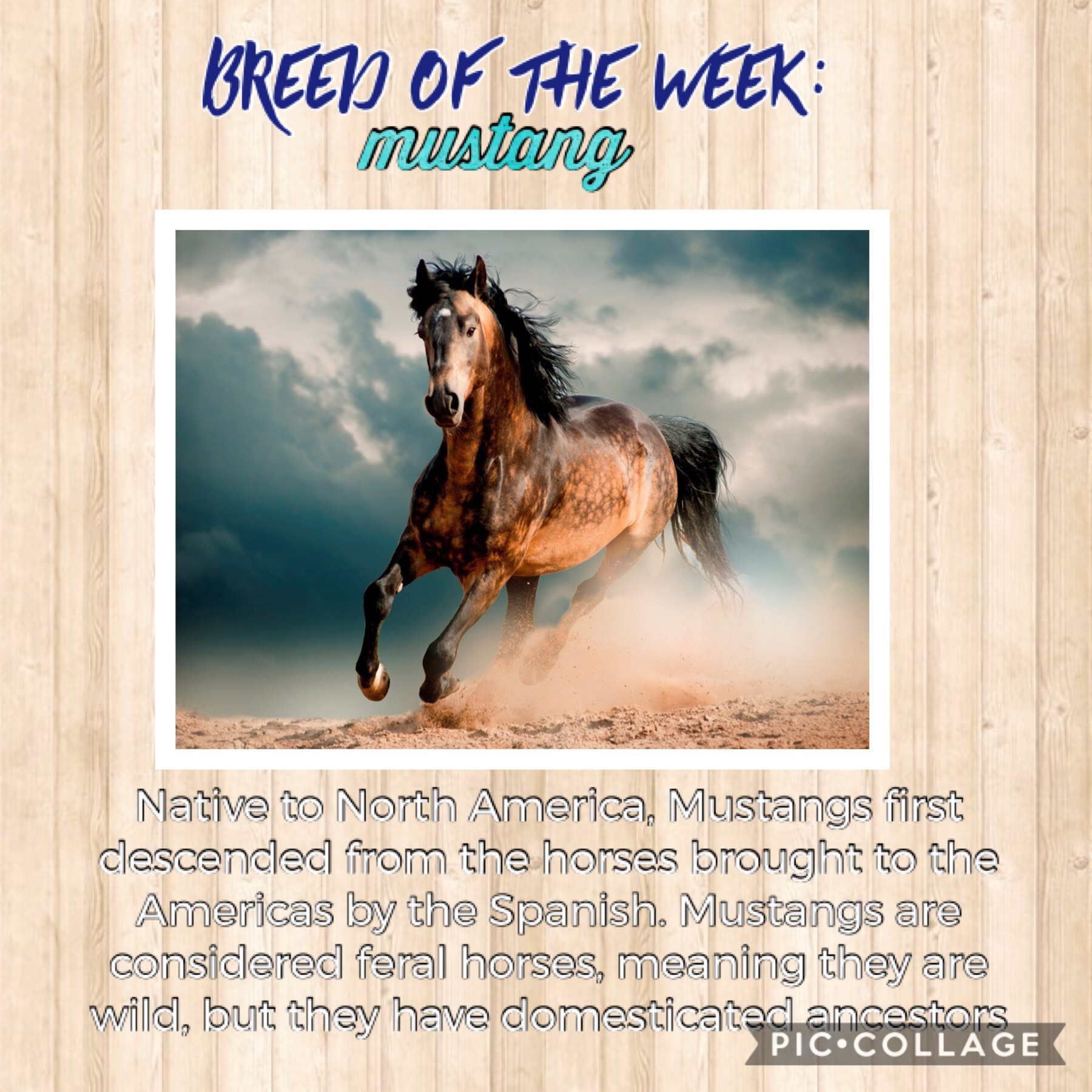 Breed of the week: Mustang