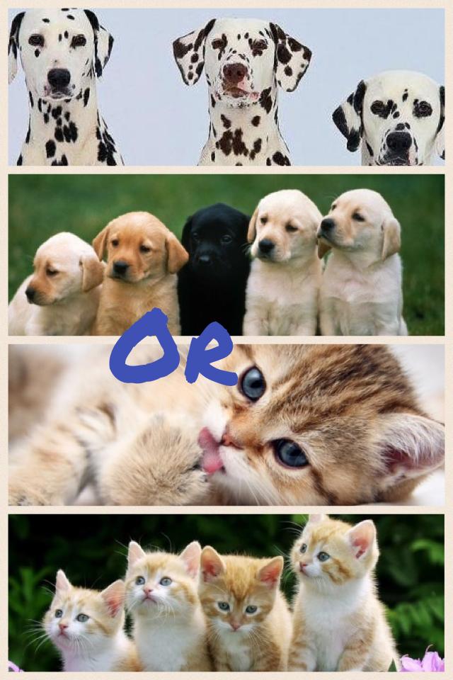 Cats or dogs??