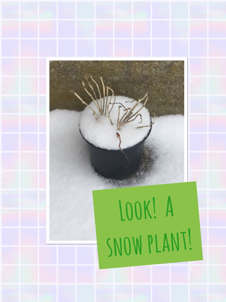 Look!  A snow plant!