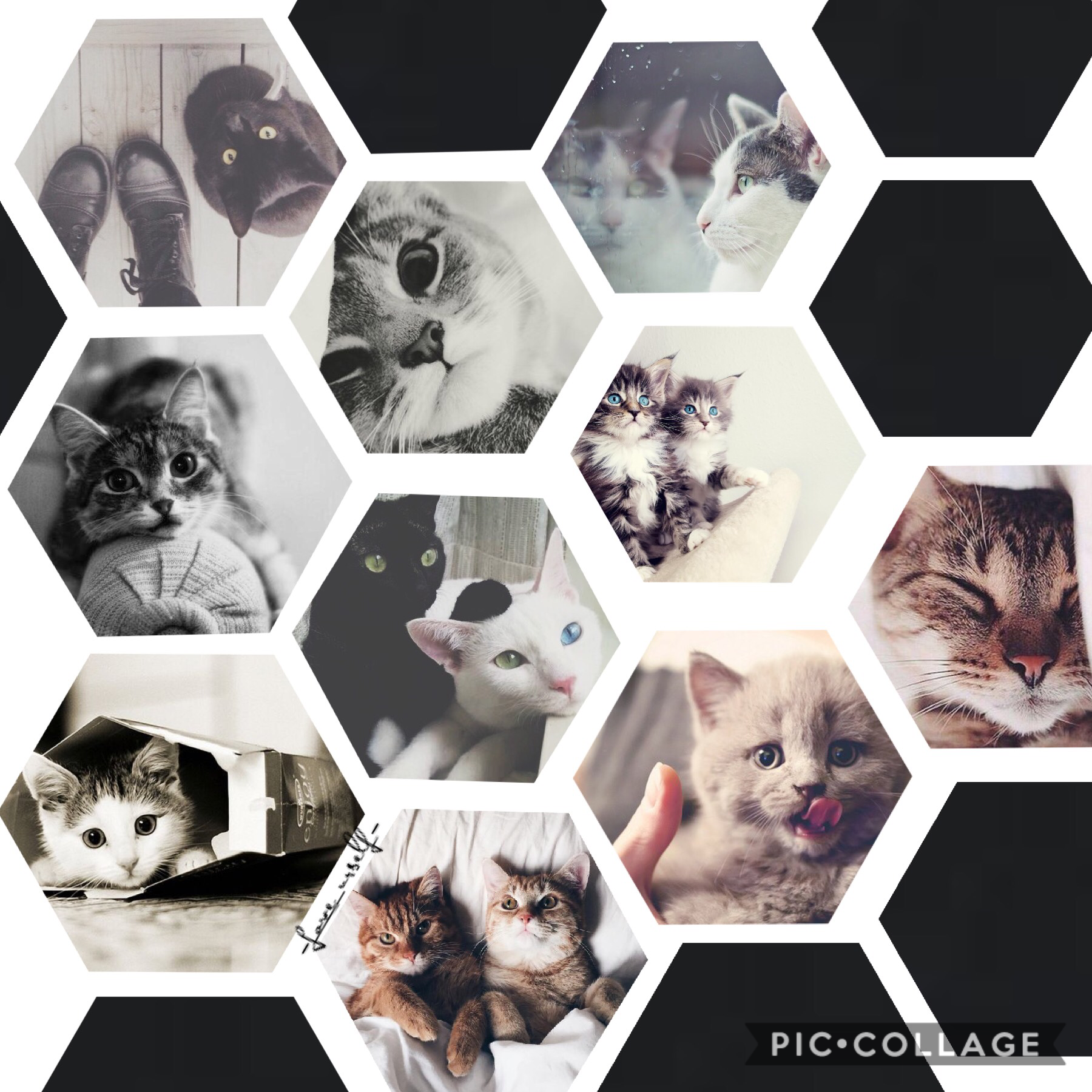 Tap the cat 🐱 
So do u like the theme without words, if u do comment “more no words” and I will do more if multiple people like it!😜🤨