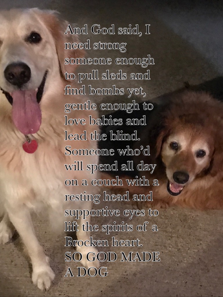 My two beauty’s golden retrievers, Zoey and Daisy 