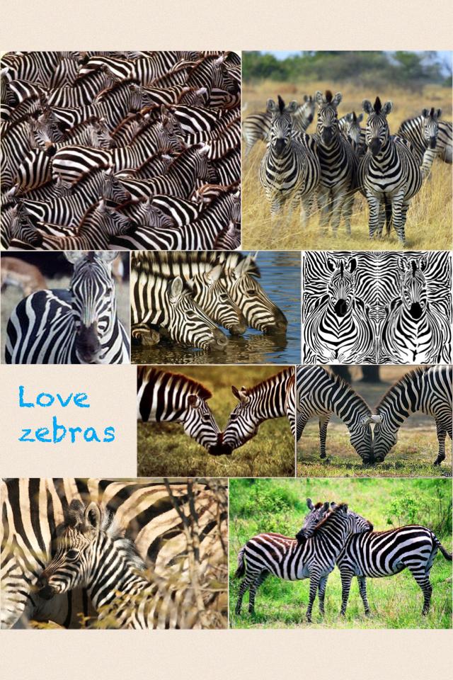 Love zebras 