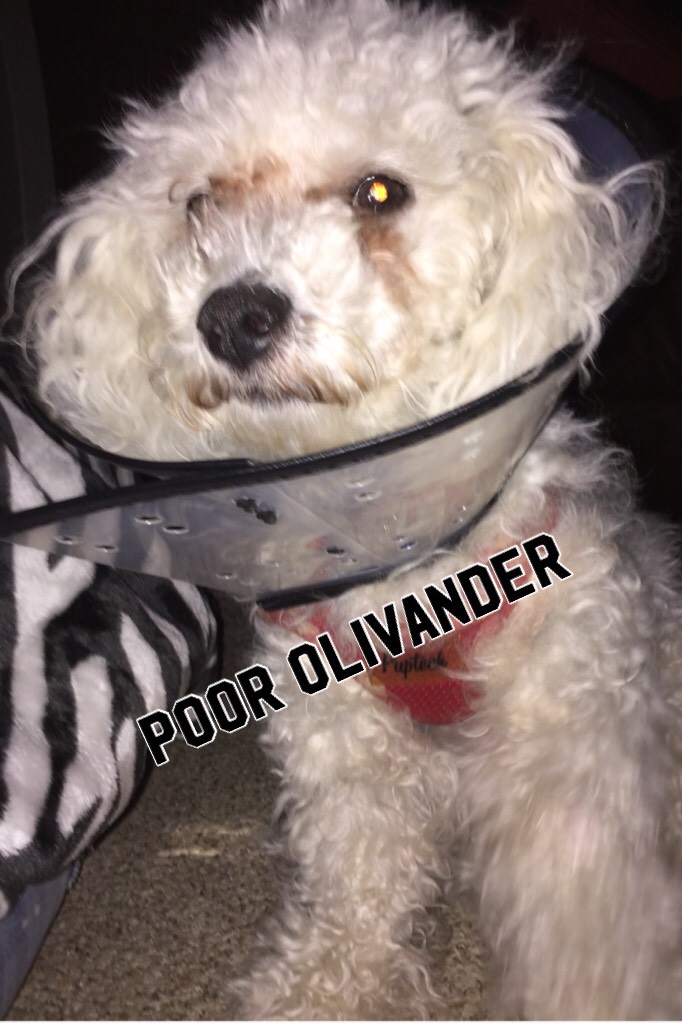 Poor Olivander!!! We went to the vet today:(