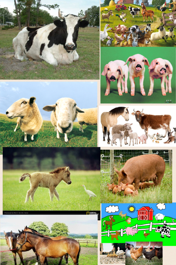 Farm Animals - Jenna