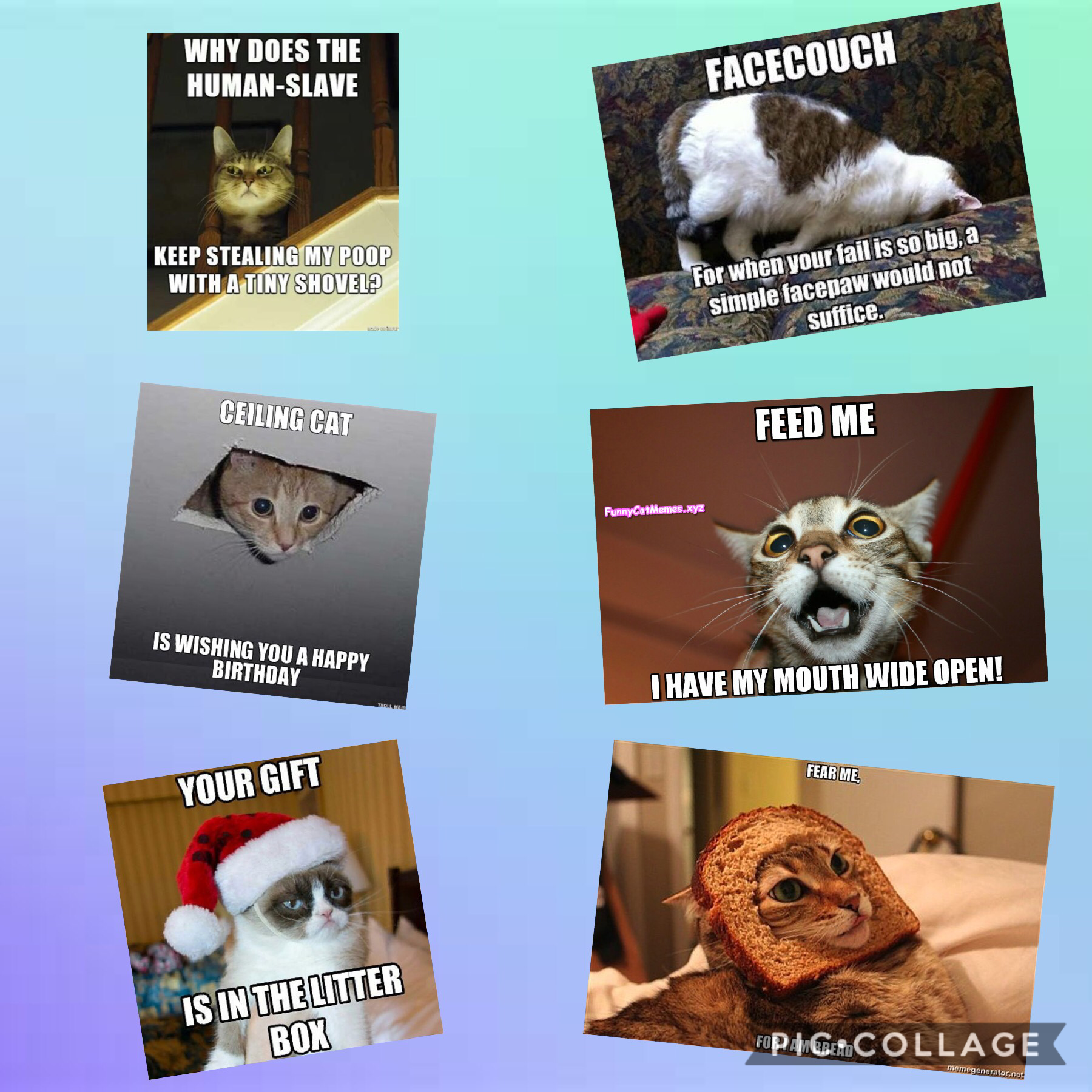 More cat memes!