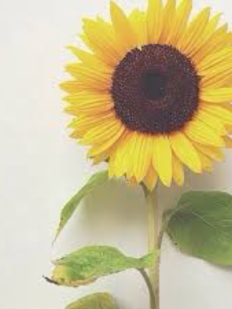 Yellow sunflower 🌻🌻