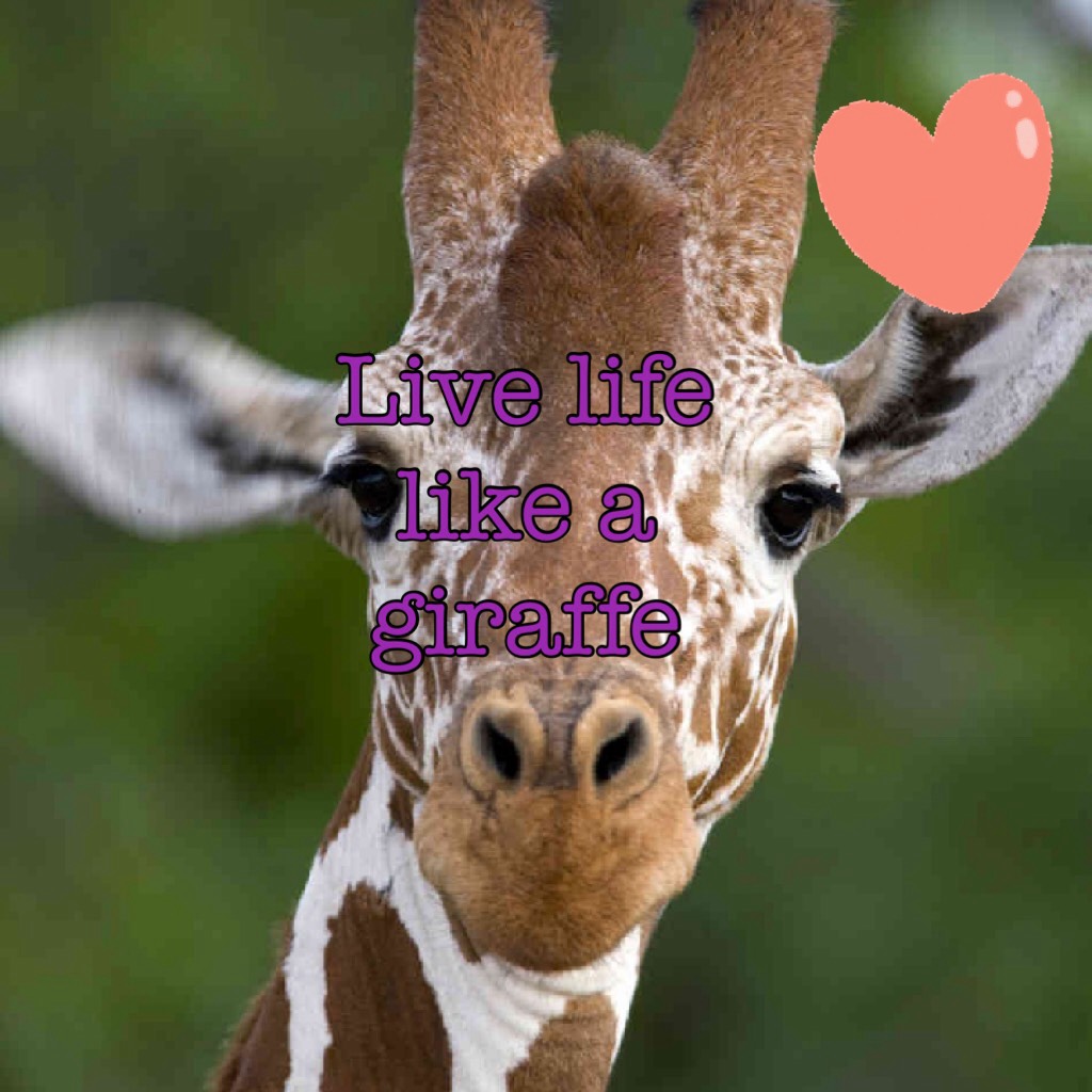 Live life like a giraffe 