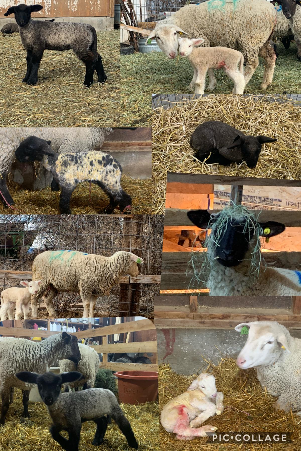 There are so many lambs!! Comment any future names that go with the theme ( wine for the girls, whiskey for the boys) also tell me if you want to see more pictures of specific ones! 