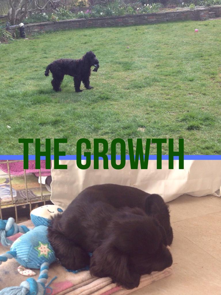 When dogs grow....
