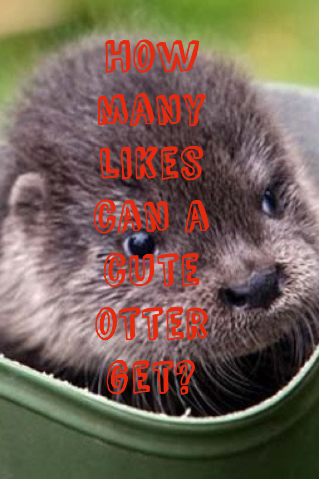 How many likes can a cute otter get?