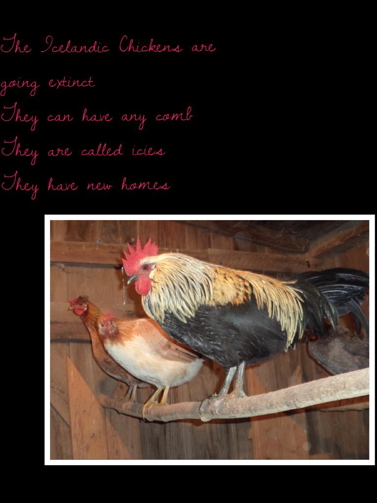 The Icelandic Chickens are going extinct 
They can have any comb
They are called icies 
They have new homes 

