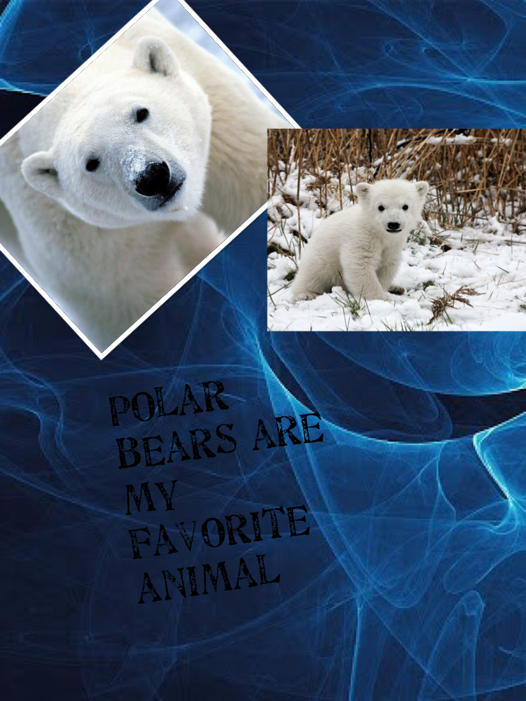 Polar bears are my favorite animal