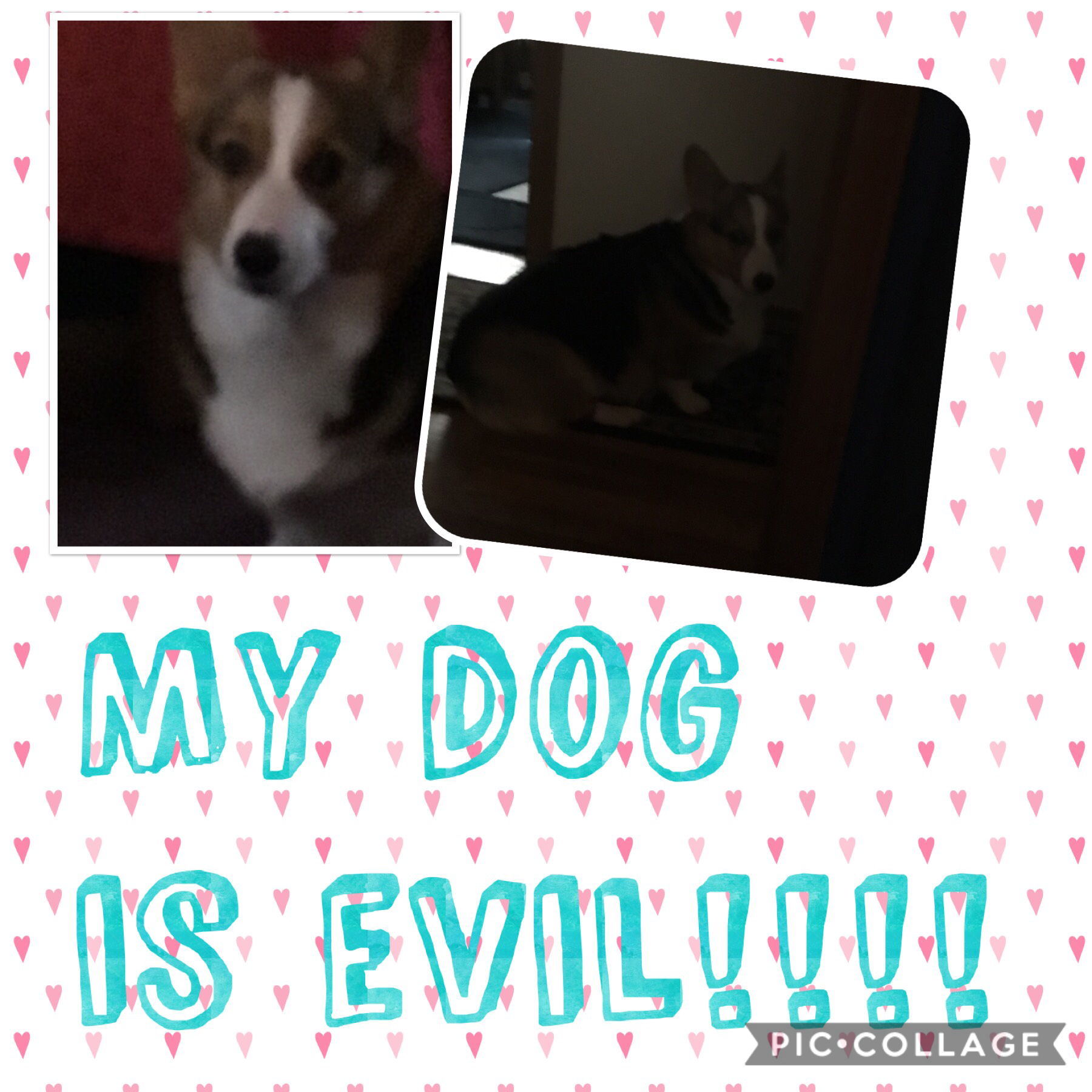 Silver: MY DOG IS EVIL!!!