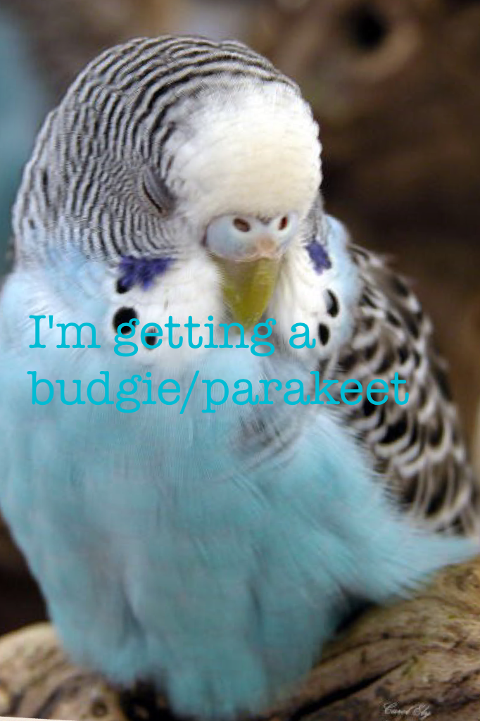 I'm getting a budgie/parakeet 