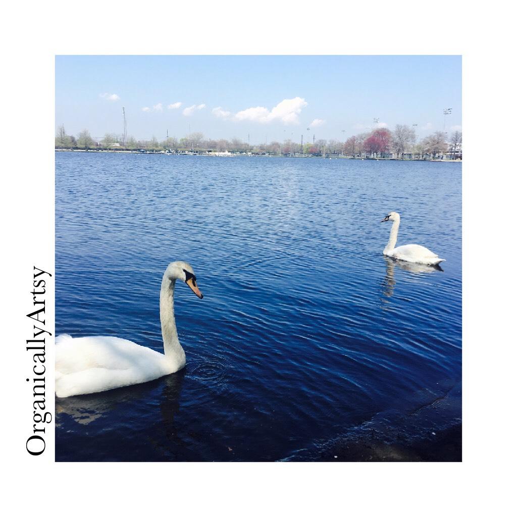 swan lake 