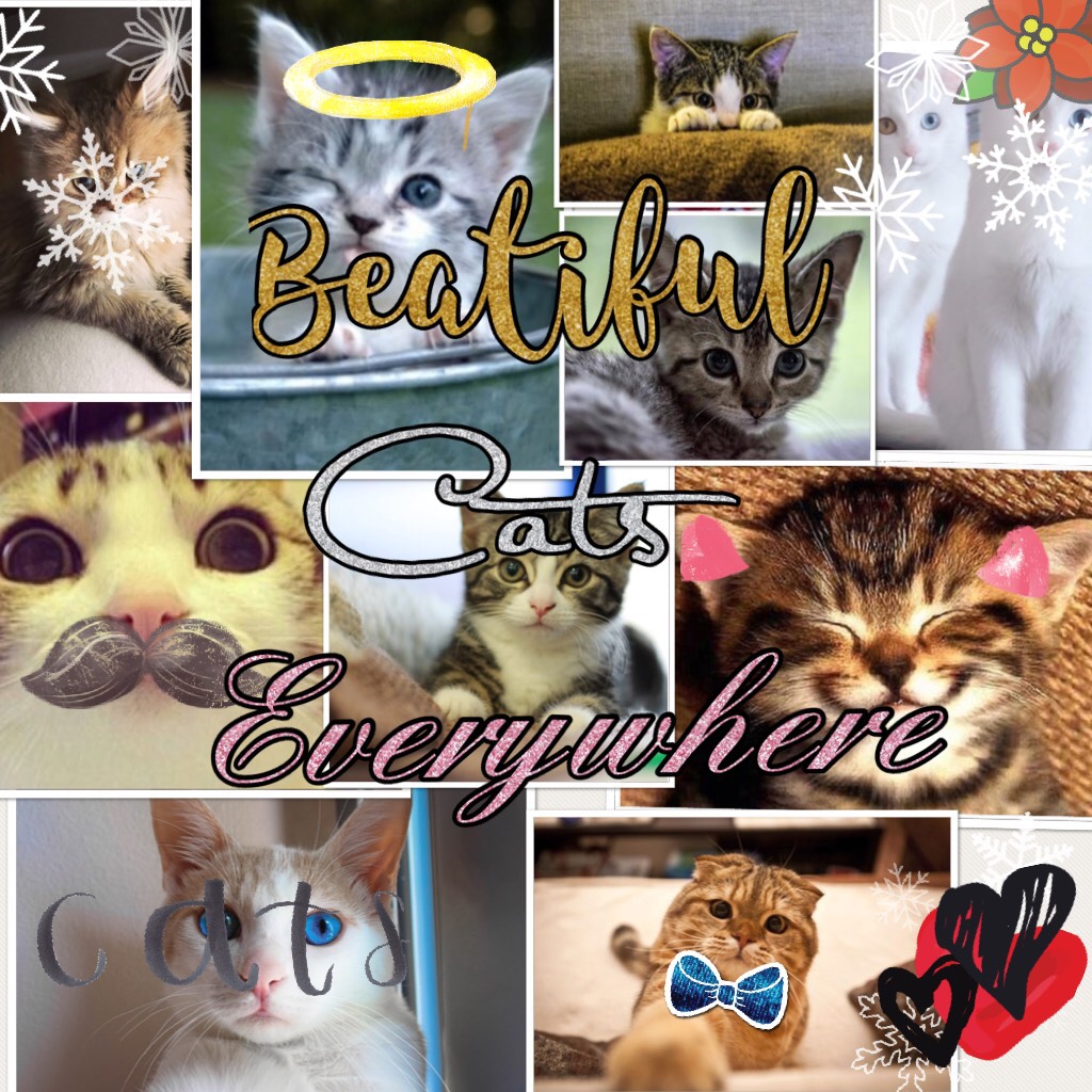 Beautiful Cats Everywhere! ❤️❤️❤️❤️❤️😺😻😼😸😽😹😹😹😹😹😹😹😹😹😹😹😹😹😹😹😹😹😹😹😹😹