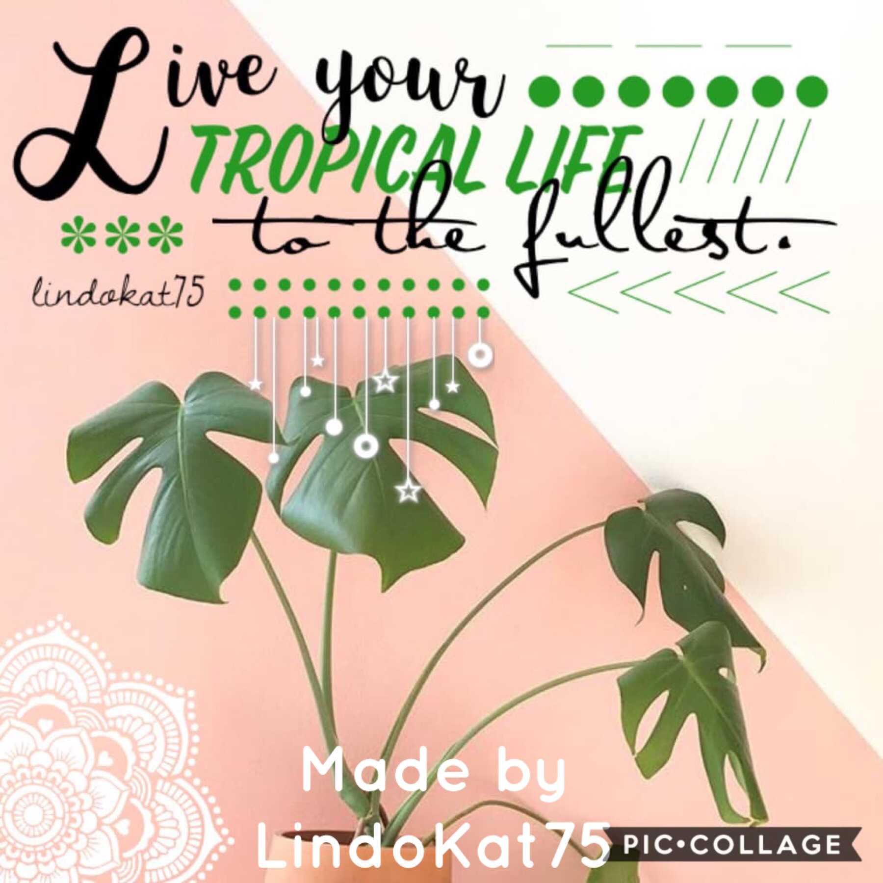 🌴🌸Tap🌸🌴
This accoubt was recommended by -blooming_melodies.  LindoKat75 makes really amazing collages but only has around 175 followers.  I would highly recommend following this account!