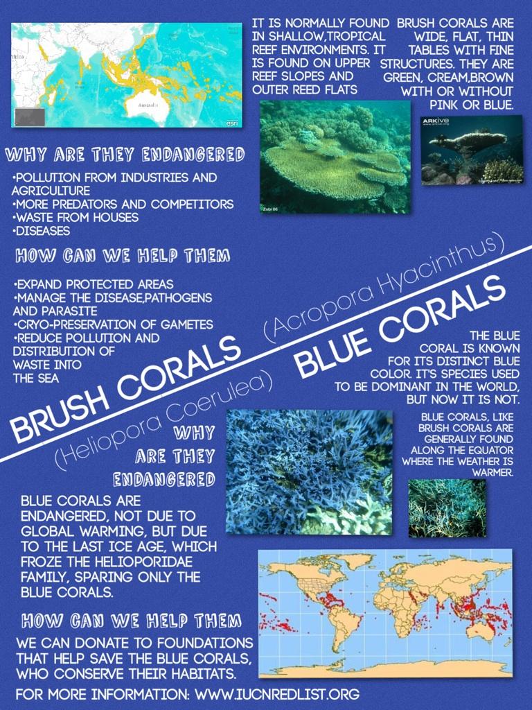 Blue Corals & Brush Corals