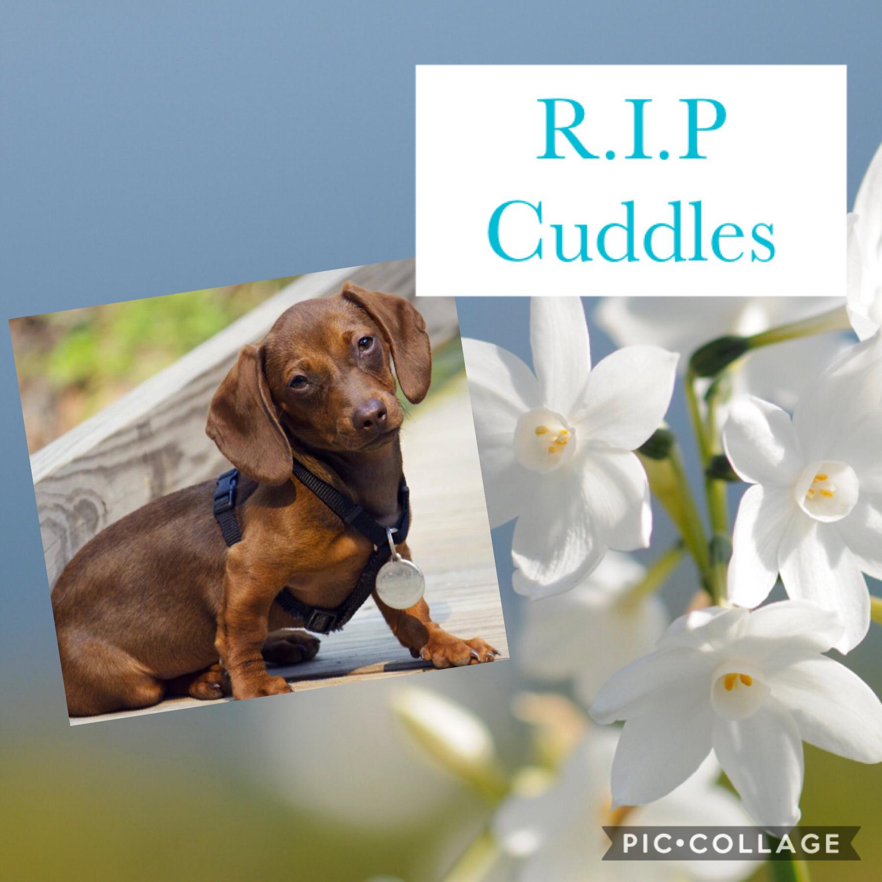 Rest In Peace Cuddles