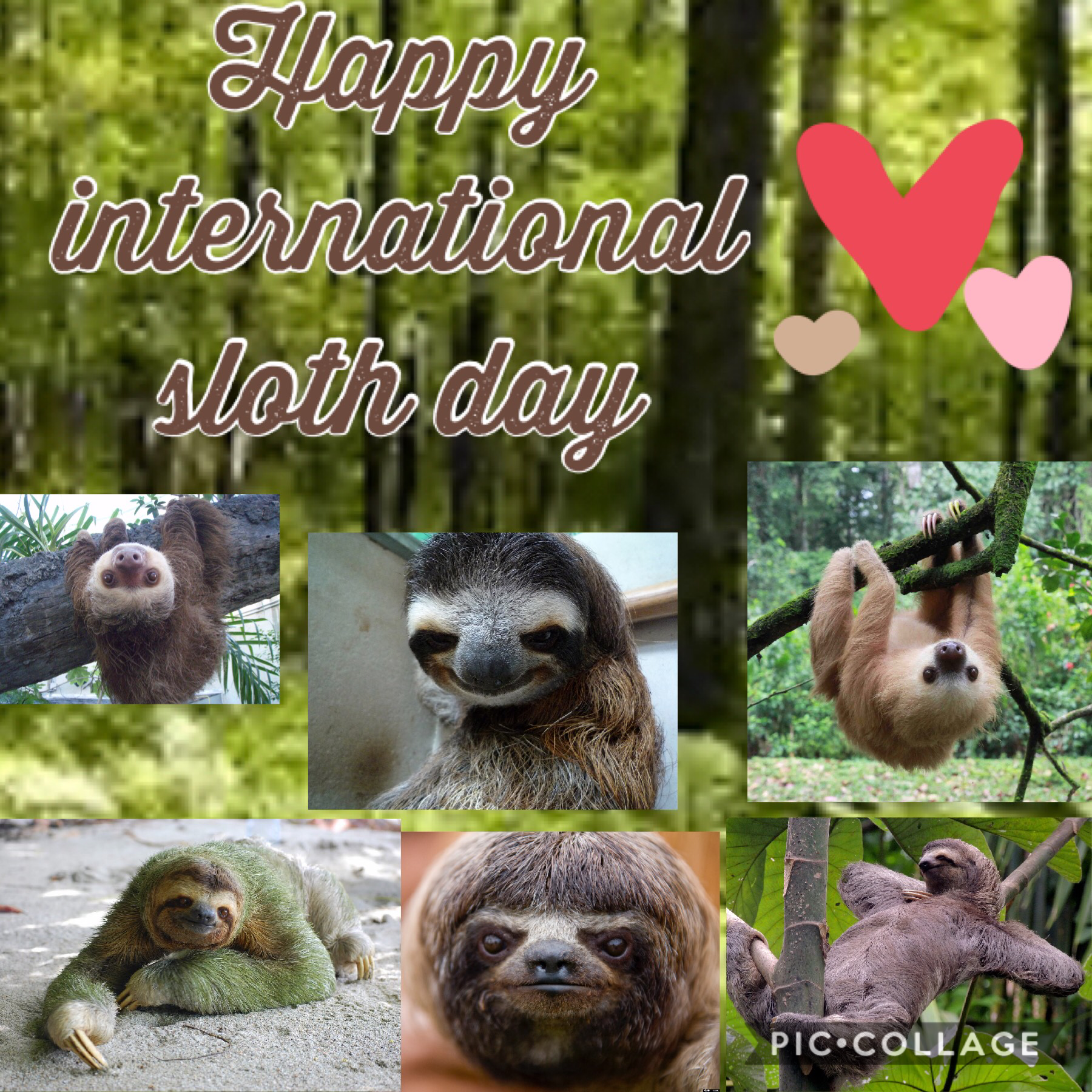 Happy international sloth day guys!
