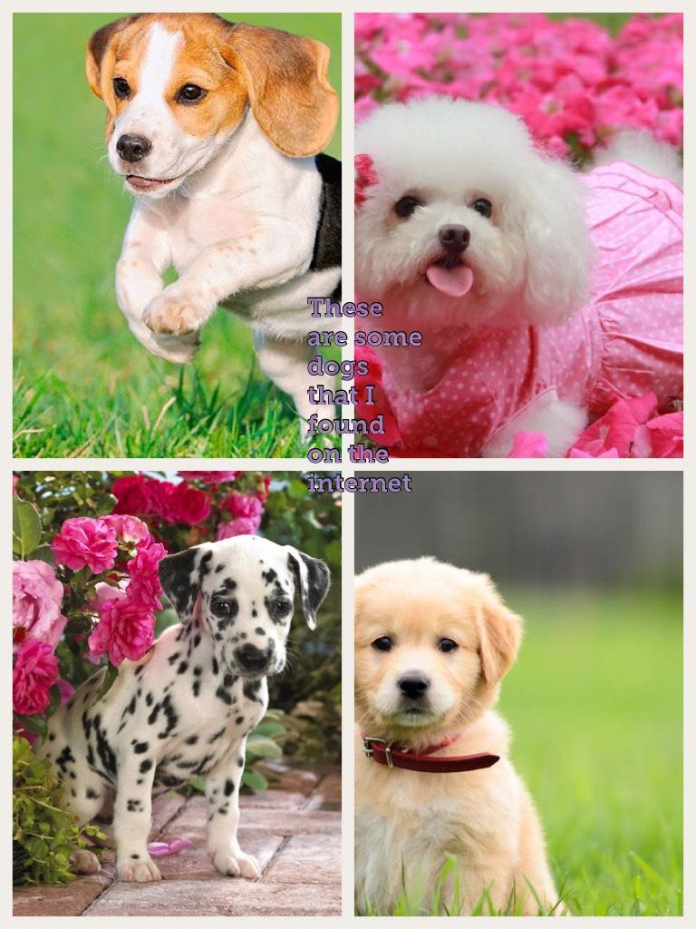 These are some dogs that I found on the internet!!!!!! They are soooooooooooooooo cute🐶🐶