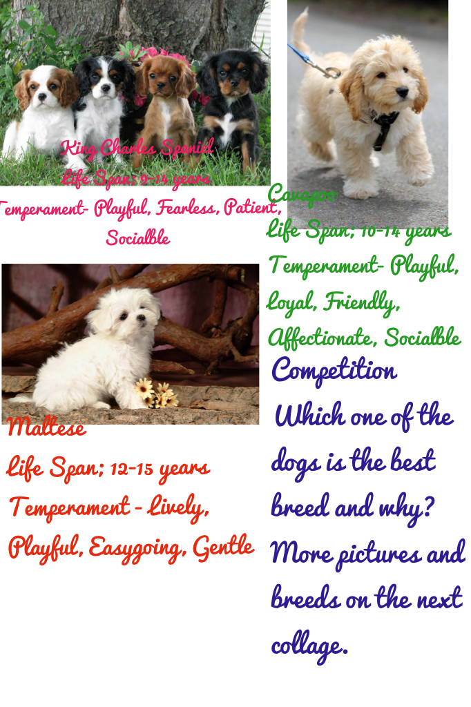 Competition 
Which one of the dogs is the best breed and why? 
More pictures and breeds on the next college