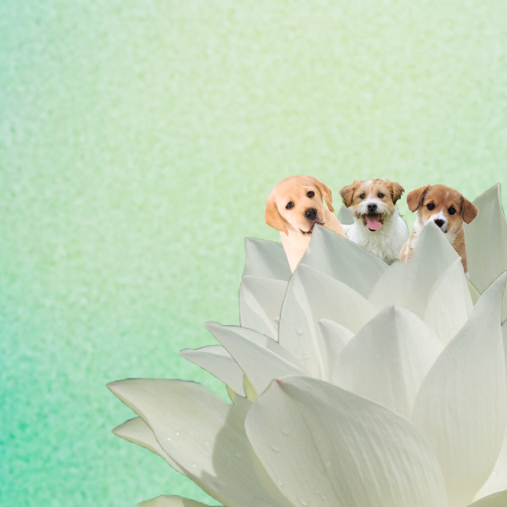 Lotus dogs