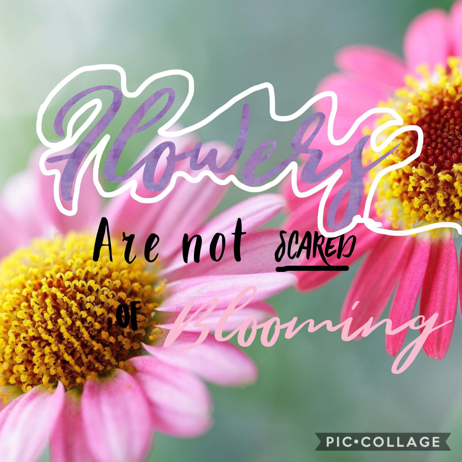 Flowers are not scared of blooming 
