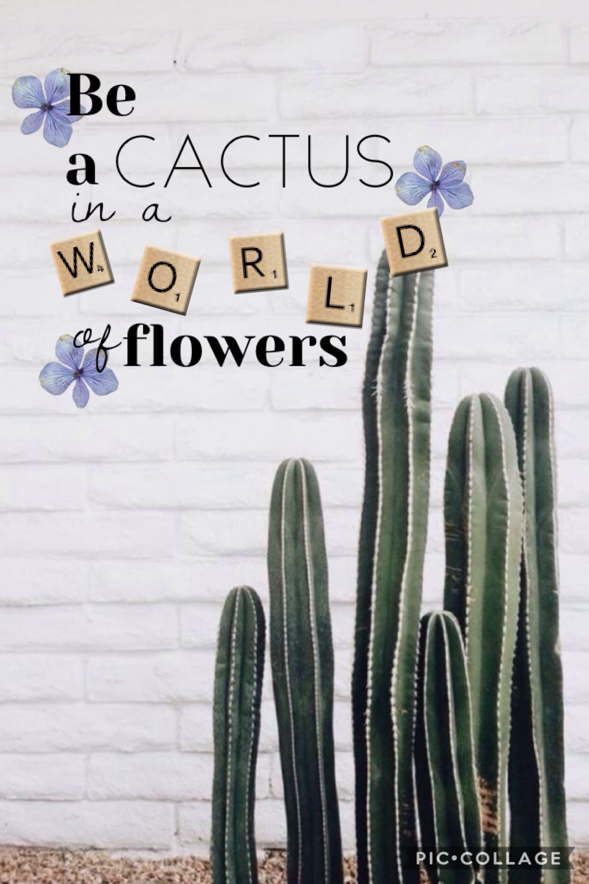 🌵be a cactus in a world of flowers 🌵
