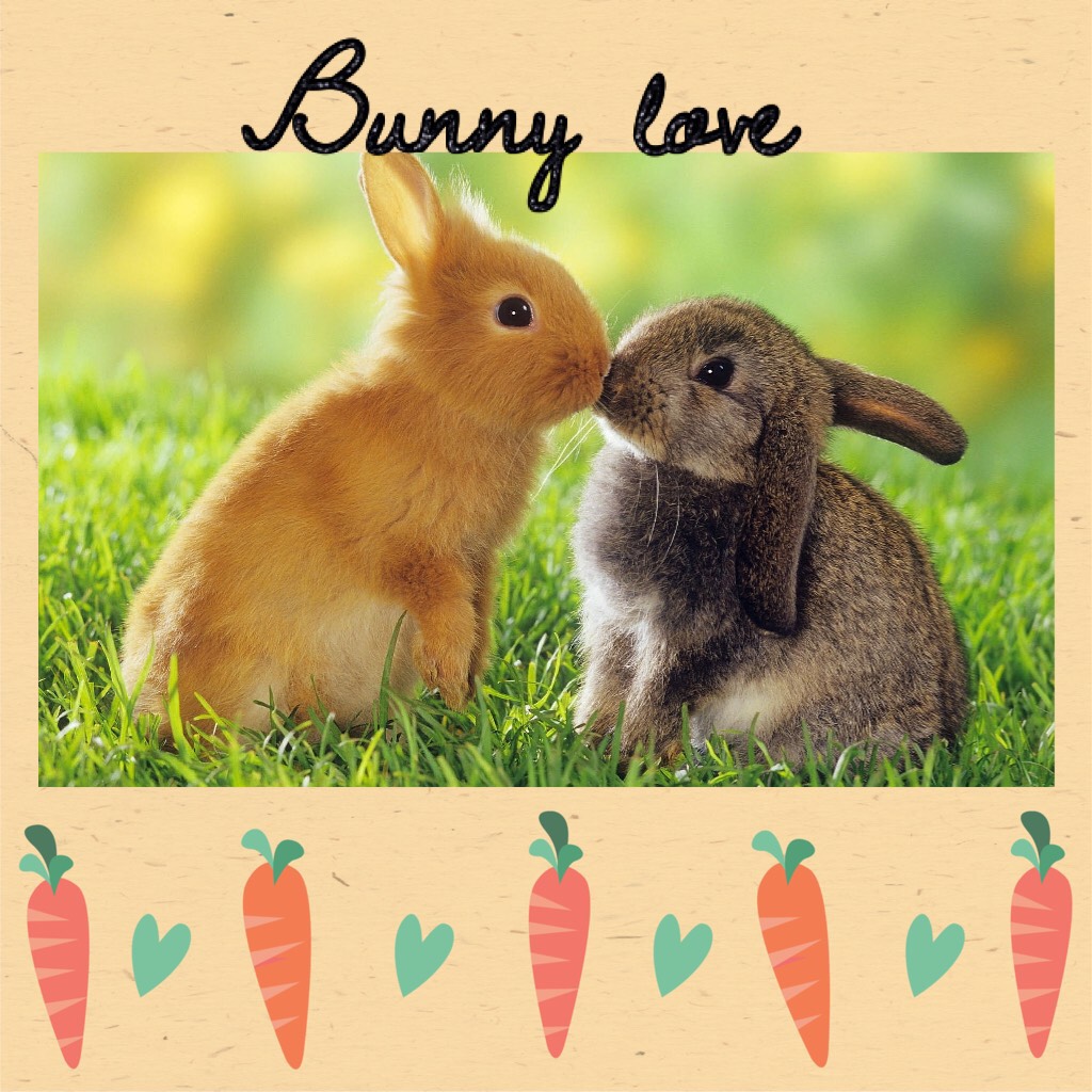 Bunny love
