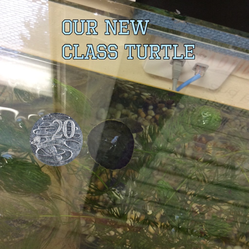 Our new class turtle he is so cute I got to hold him!!! 🤩🤩🤩🤩