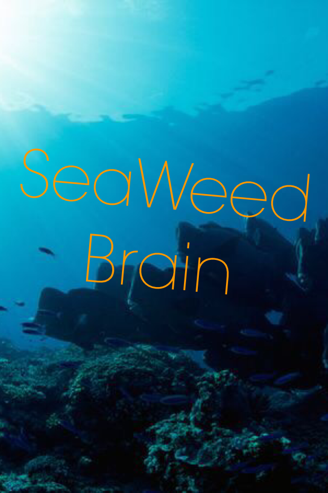 SeaWeed Brain