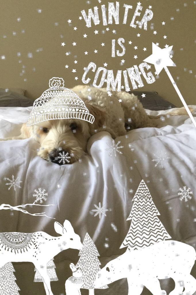 Christmas is coming guys! My dog Hugo 🐕