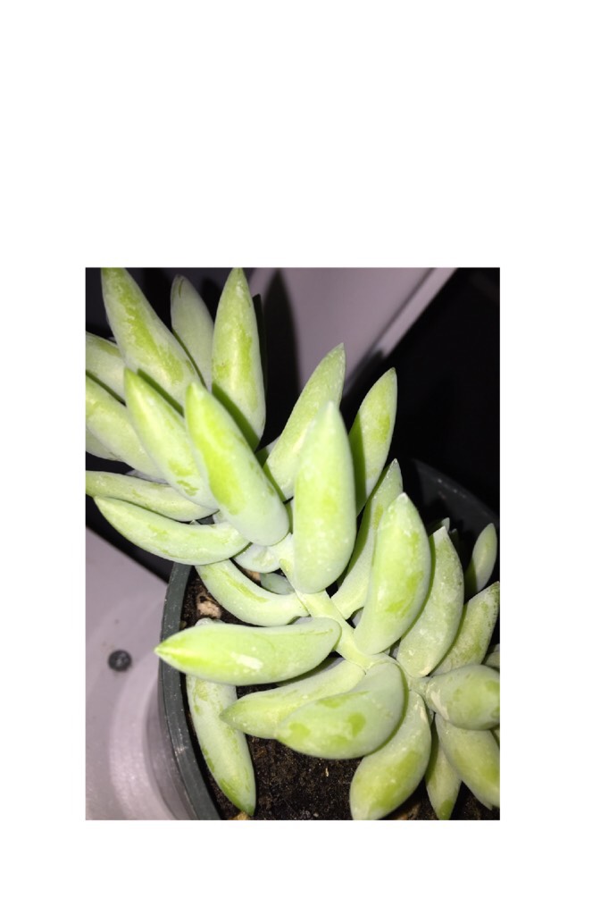 here's a bad picture of a succulent