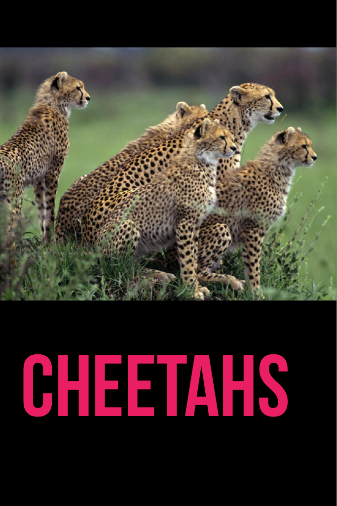 Cheetahs
