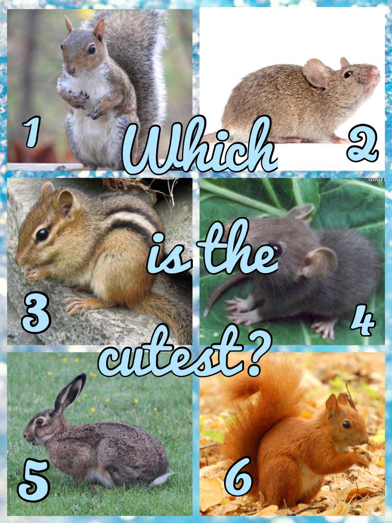 Which is the cutest?