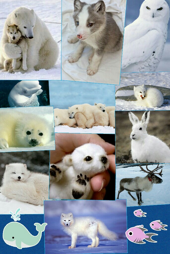 Arctic animals ♡