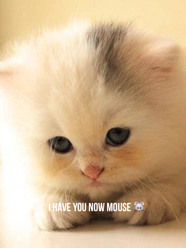 I have you now mouse 🐭
