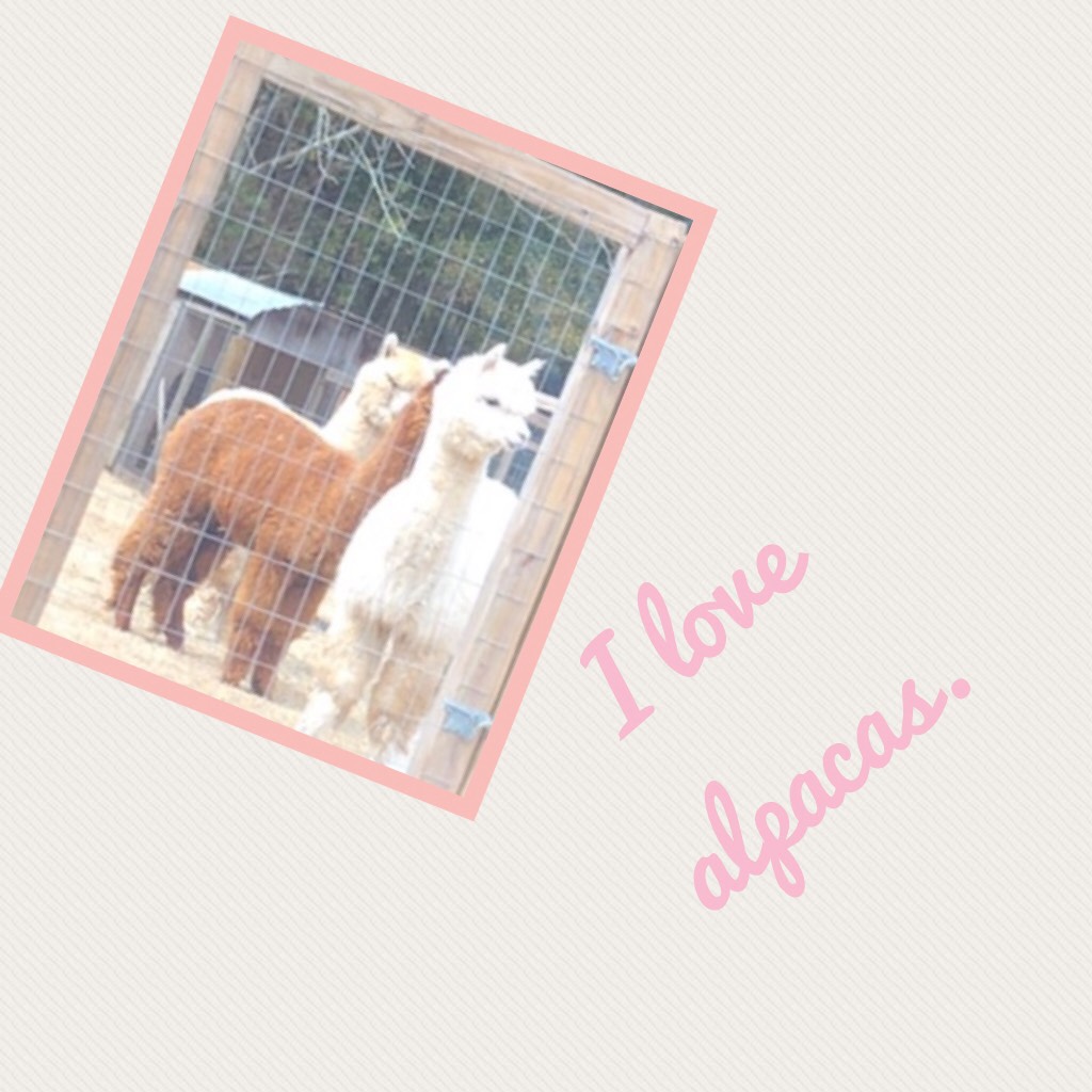 I love alpacas. 