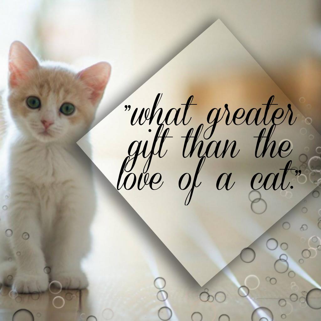"what greater gift than the love of a cat."