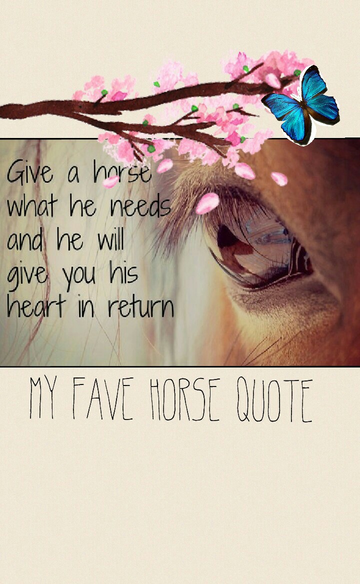My fave horse quote